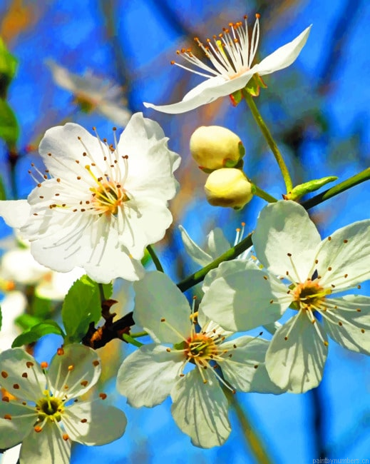 White Cherry Blossom Painting By Numbers.png