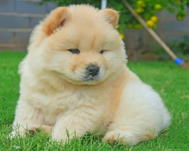 White Chow Chow Painting By Numbers.png