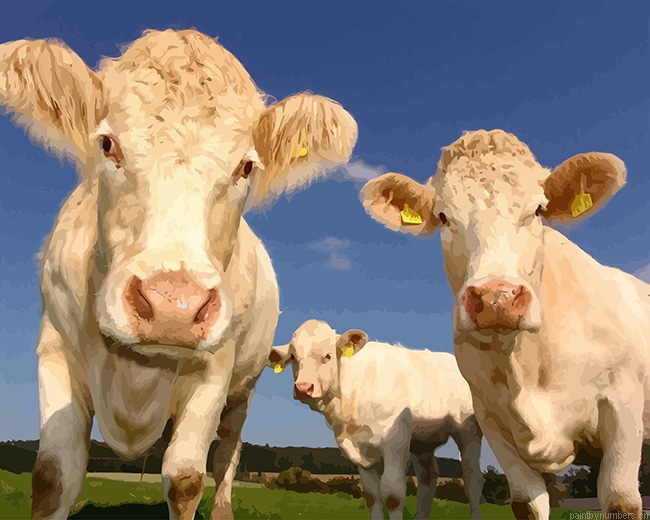 White Cows Animals Painting By Numberss.png