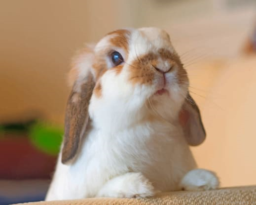 White Domestic Rabbit Animals Painting By Numberss.png