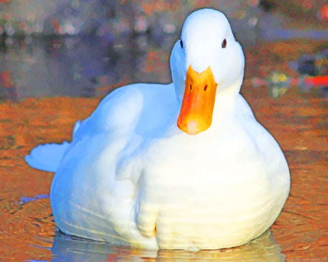 White Duck Bird Painting By Numberss.png