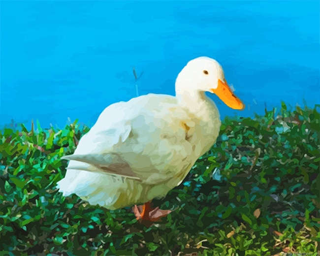 White Duck Birds Painting By Numberss.png