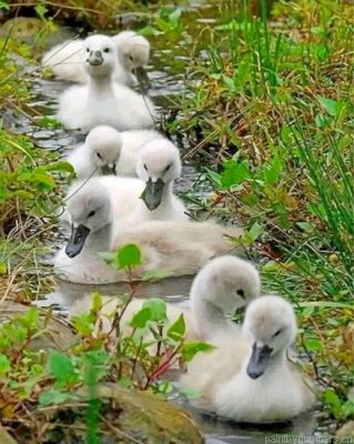 White Ducks In A Row Painting By Numbers.png