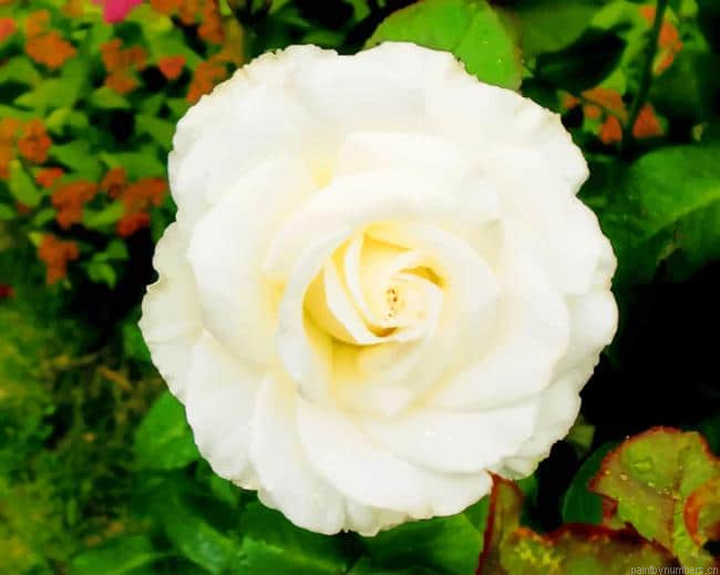 White Floribunda Flower Painting By Numberss.png