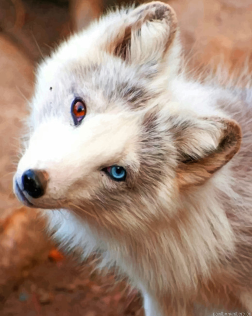 White Fox Animals Painting By Numberss.png