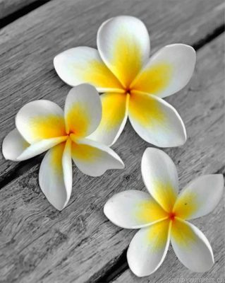 White Frangipani Flower Painting By Numbers.png