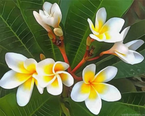 White Frangipani Painting By Numbers.png