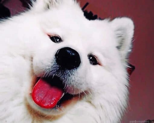 White Funny Dog Painting By Numberss.png