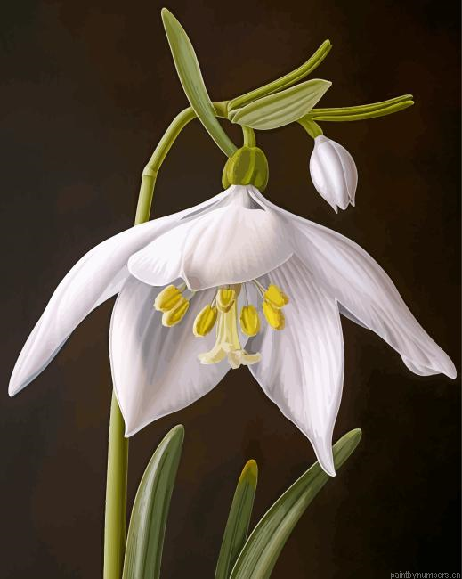 White Galanthus Flowers Painting By Numberss.png