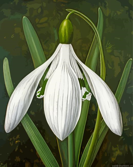 White Galanthus Painting By Numberss.png