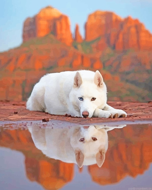 White German Shepherd Dog Animals Painting By Numbers.png