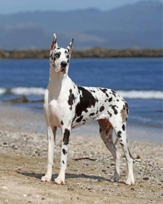 White Great Dane Dog Painting By Numbers.png