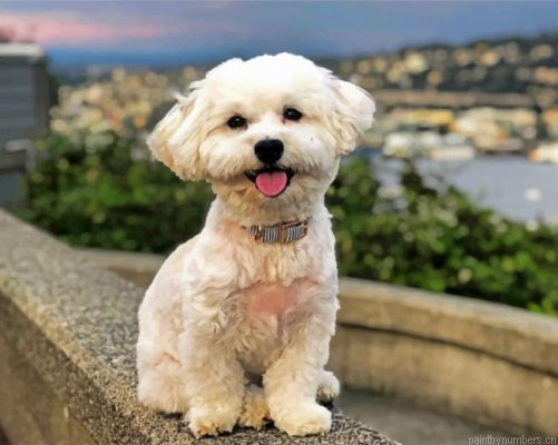 White Havanese Dog Painting By Numbers.png
