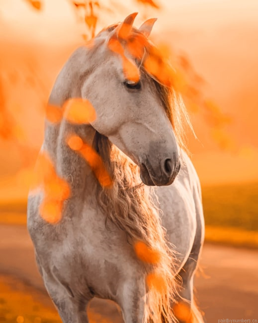 White Horse Animals Painting By Numberss.png