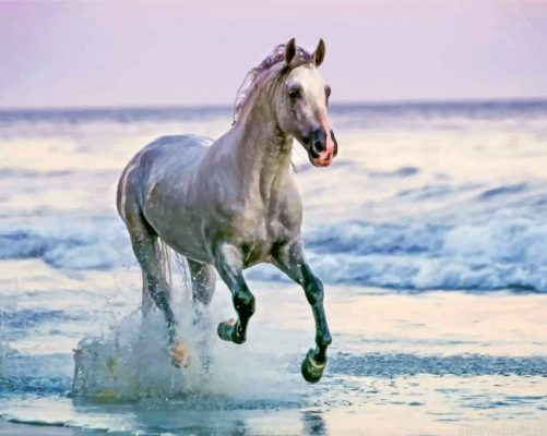 White Horse On Beach Painting By Numbers.png