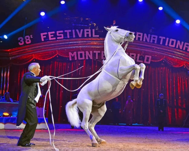 White Horse Performing At A Circus Animals Painting By Numberss.png