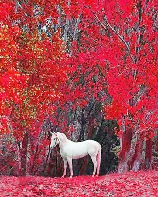 White Horse Red Nature Animals Painting By Numberss.png