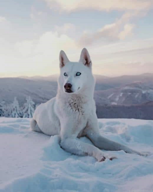White Husky Animals Painting By Numberss.png