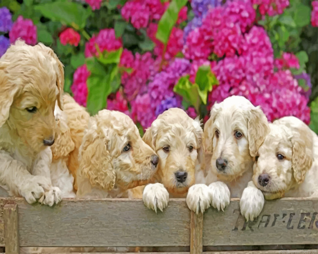 White Labradoodles Painting By Numbers.png