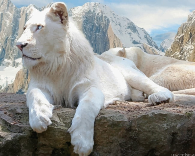 White Laying Lion Animals Painting By Numberss.png