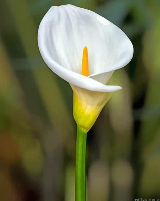 White Lily Flower Painting By Numberss.png