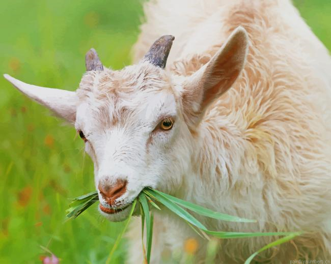 White Little Goat Animals Painting By Numberss.png