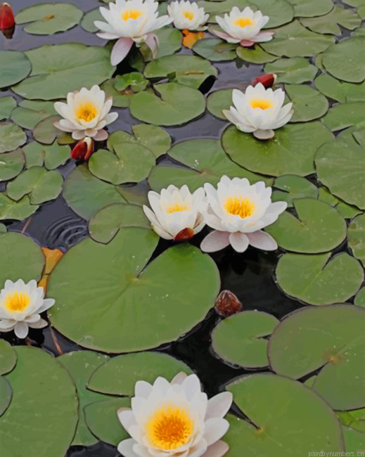 White Lotus Flowers Painting By Numberss.png
