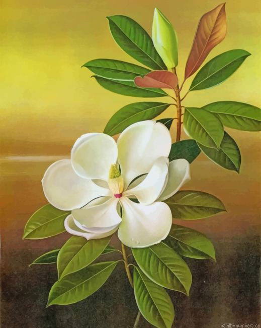 White Magnolia Painting By Numbers.png