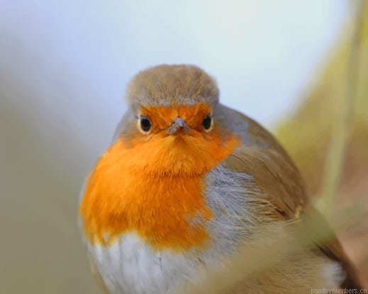 White Orange And Gray Bird Painting By Numberss.png