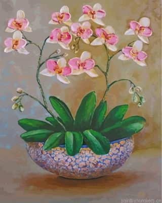 White Orchid Flowers Painting By Numbers.png