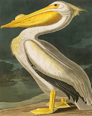 White Pelican Bird Painting By Numbers.png