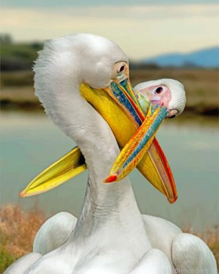 White Pelican Painting By Numbers.png