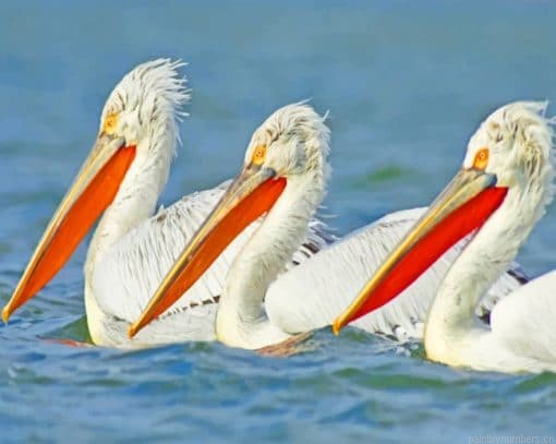 White Pelicans Bird Painting By Numbers.png