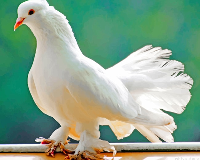 White Pigeon Bird Painting By Numbers.png