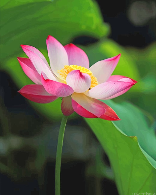 White Pink Lotus Plants Painting By Numberss.png
