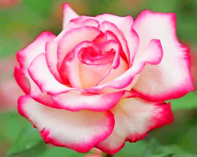 White Pink Rose Flowers Painting By Numbers.png
