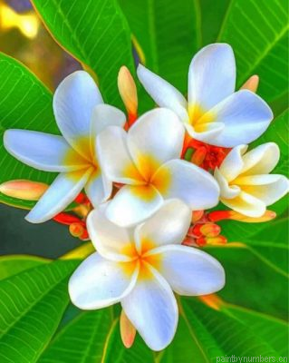 White Plumeria Painting By Numbers.png