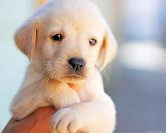 White Puppy Dog Animals Painting By Numberss.png