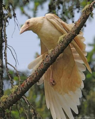 White Ravens Painting By Numbers.png