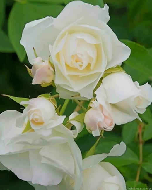 White Rosa Korbin Flowers Painting By Numberss.png