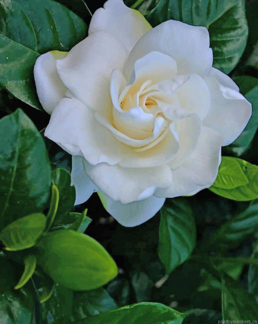 White Rose Painting By Numberss.png