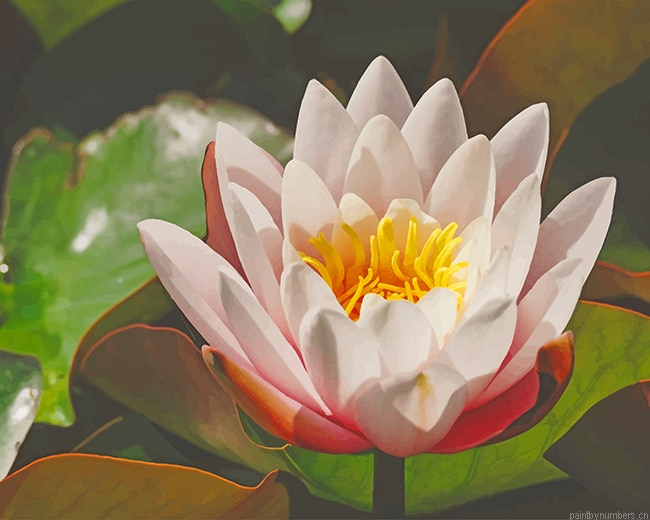 White Sacred Lotus Plants Painting By Numberss.png