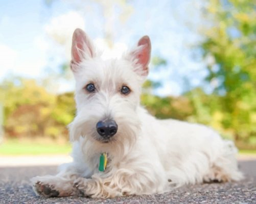 White Scottish Terrier Painting By Numbers.png