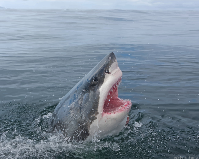 White Shark Painting By Numbers.png