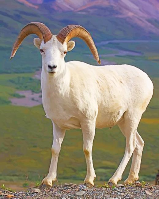 White Sheep Animals Painting By Numberss.png