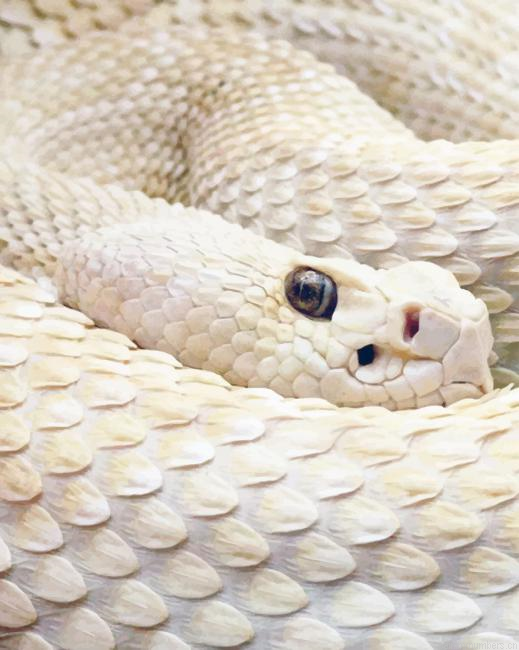 White Snake Reptiles Painting By Numberss.png