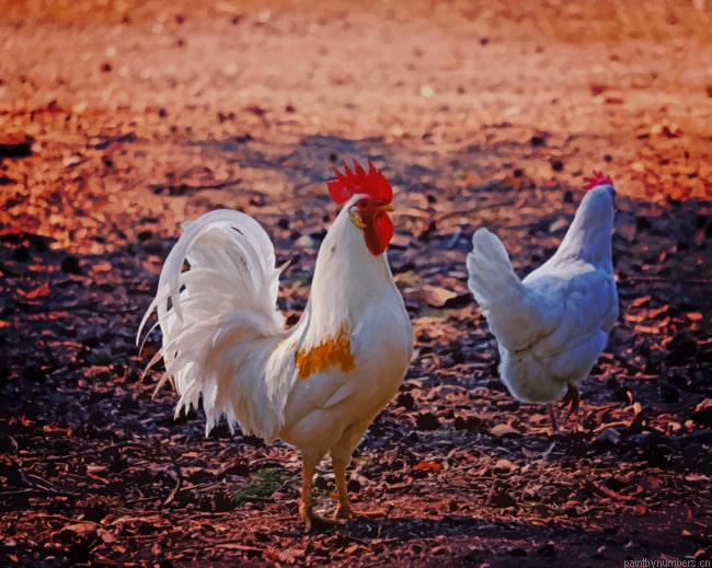 White Strong Rooster Birds Painting By Numberss.png
