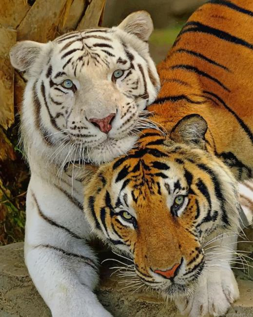 White Tiger And Brown Tiger Painting By Numberss.png