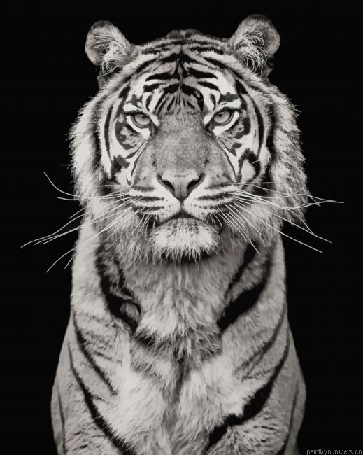 White Tiger Photography Painting By Numberss.png
