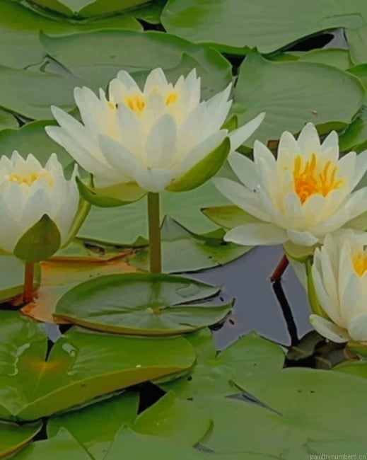 White Water Lilies Plants Painting By Numberss.png